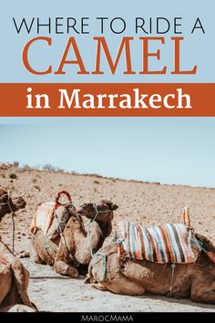 camels with the words where to ride a camel in marrakeh