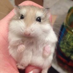 a hamster is sitting in someones hand