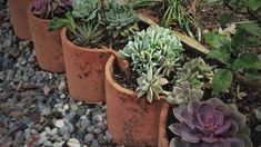 there are many succulents in the pots on the ground