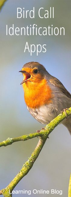 a bird sitting on top of a tree branch with the words bird call identification apps