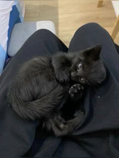 a black cat is sitting on someone's lap