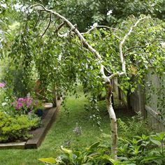 a small tree in the middle of a garden