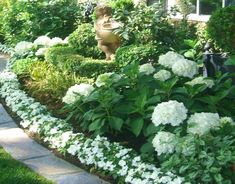 a garden with white flowers and green plants