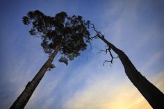 two tall trees standing next to each other on top of a blue and white sky