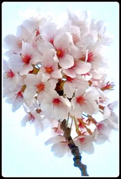 white and pink flowers against a blue sky