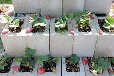 several cinder blocks with plants growing in them