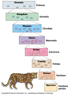 a diagram showing the different types of leopards and their names in english or spanish