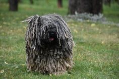 a shaggy dog standing on top of a lush green field