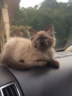 a fluffy cat sitting on the dashboard of a car looking at the camera with blue eyes