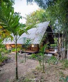 a small wooden house surrounded by trees and plants in the jungle, with a metal roof