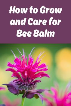 the words how to grow and care for bee balm