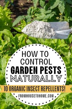 how to control garden pests naturally 10 organic insect repellents