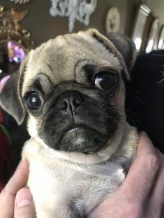 a small pug is being held by someone