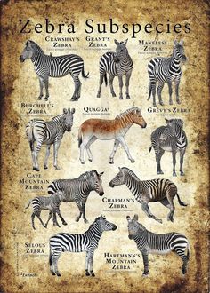 a poster with zebras and other animals on it