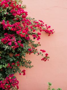 red flowers growing on the side of a pink wall