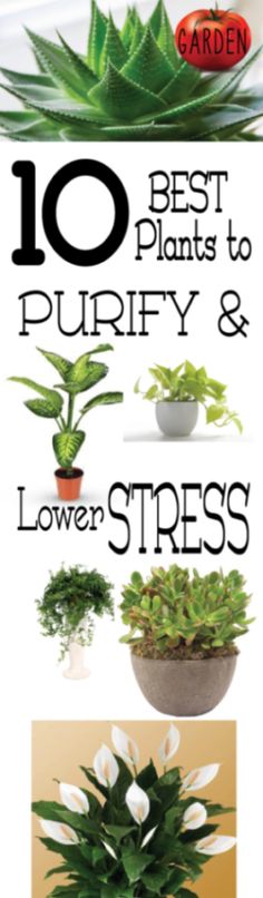 House plants make great additions to your home; they can add color and interest to your decor, create a healthier living space with their air purifying and filtering properties, and they can even lower stress levels!  In fact, studies have shown that hospital patients who have living plants in their rooms reportedly recover Calming Plants, Plants Ideas, Best Plants, Inside Plants, Indoor Gardens, Indoor Plant, Clean Air, Indoor Air, Cool Plants