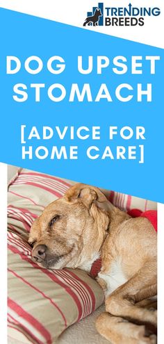 dog upset stomach advice for home care