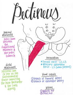 a poster with the words pectenus written in different languages and their corresponding parts