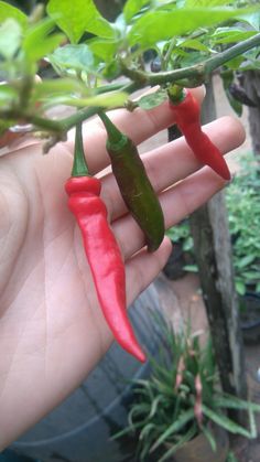 a hand holding three red and green chili peppers on a plant in a garden area