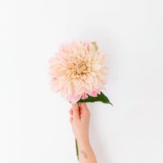 a person holding a pink flower in their hand