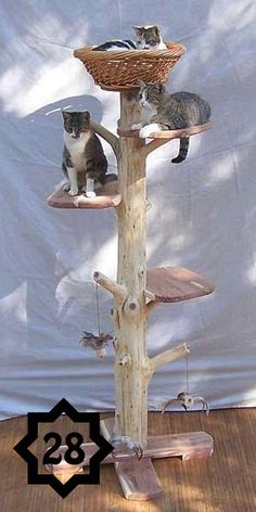 three different types of cat trees with cats sitting on them