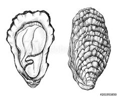 two seashells are shown side by side