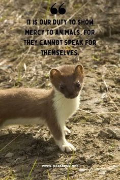 a ferret standing in the dirt with a quote on it that says, it is our duty to show mercy to animals, for they cannot speak for themselves