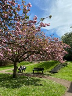 two people sitting on a bench under a tree with pink flowers in the park next to them