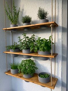 some plants are hanging on the side of a white wall and two shelves holding potted plants