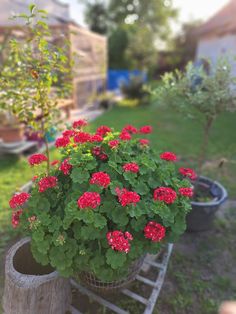 a potted plant with red flowers sitting on top of a wooden stand in the grass