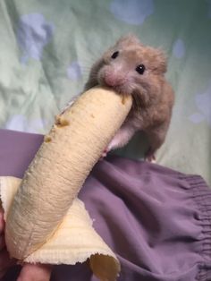 a hamster eating a banana on top of a purple cloth covered bed sheet with a person's hand holding it