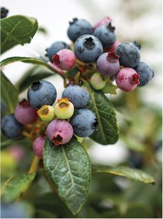 blueberries are growing on the tree with green leaves