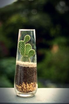 a glass vase filled with dirt and a green cactus