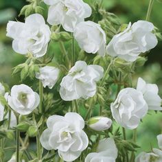 white flowers are blooming in the garden