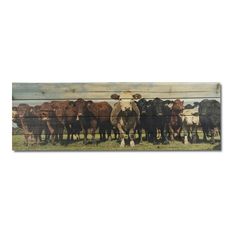 a herd of cattle standing on top of a grass covered field next to a wooden fence