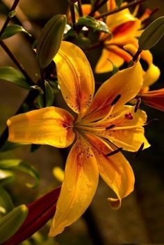 yellow flowers with green leaves in the background