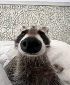 a close up of a raccoon laying on top of a bed next to a wall