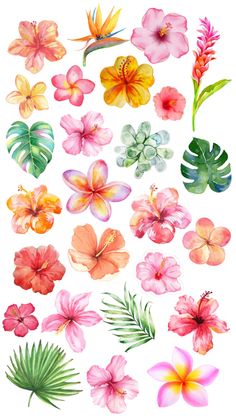 watercolor tropical flowers and leaves on a white background with clippings for text