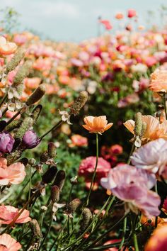 a field full of pink and purple flowers