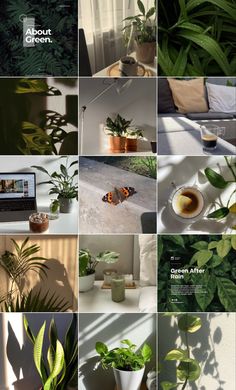 many different images of plants and potted plants