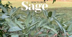 sage plants with the words how to grow sage on it in front of green grass