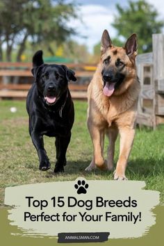 two dogs running in the grass with text overlay top 15 dog breeds perfect for your family