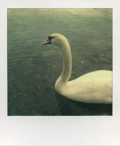 a white swan floating on top of a body of water