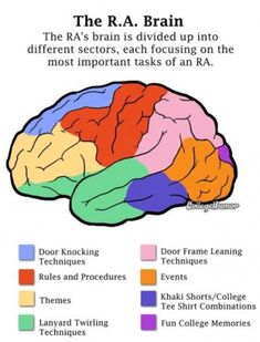 the human brain is divided into different sections, each focusing on the most important tasks of an ira