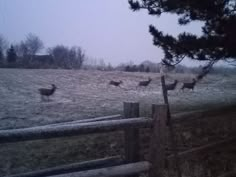 some birds are standing in the grass by a fence on a foggy winter day