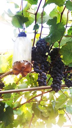 grapes hang from the vine and are ready to be picked by someone in their garden