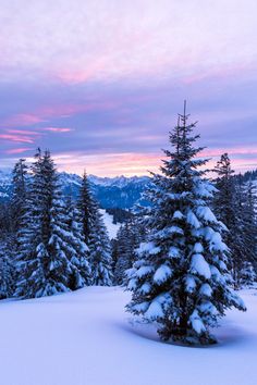 snow covered pine trees in the mountains at sunset