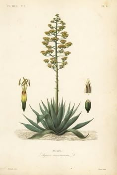 size: 18x12in Giclee Print: Sentry Plant, Century Plant, Maguey or American Aloe, Agave Americana, Agave by Louis Joseph Edouard Maubert : Agave Americana, Century Plant, Plant Catalogs, Floral Tattoo Sleeve, Agave Plant, Giclee Painting, Plant Drawing, Scientific Illustration