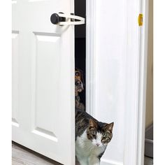 a cat and dog are peeking out from behind the door to look at each other