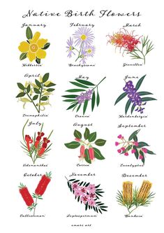 an illustration of different types of flowers